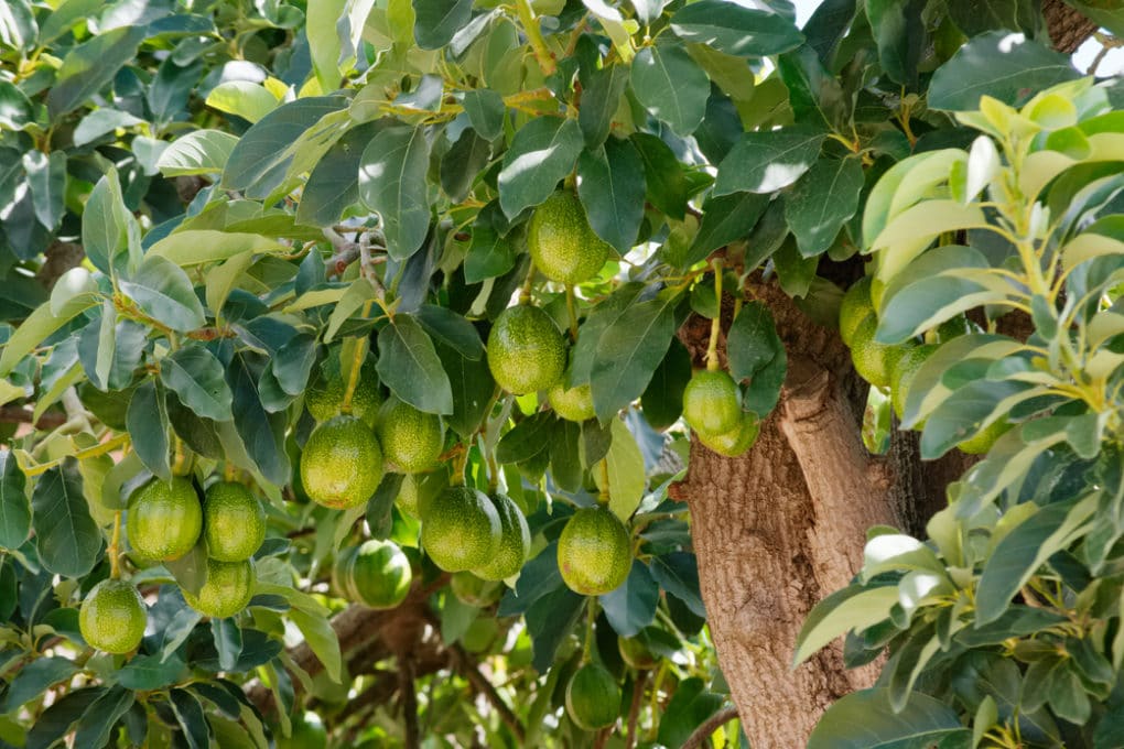 How To Take Care Of An Avocado Tree Garden Eco