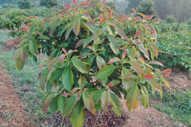 Avocado Tree Diseases Tips On Identification Control