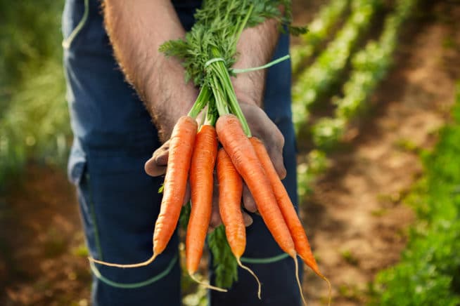 How Do Carrots Reproduce It S All About The Seeds