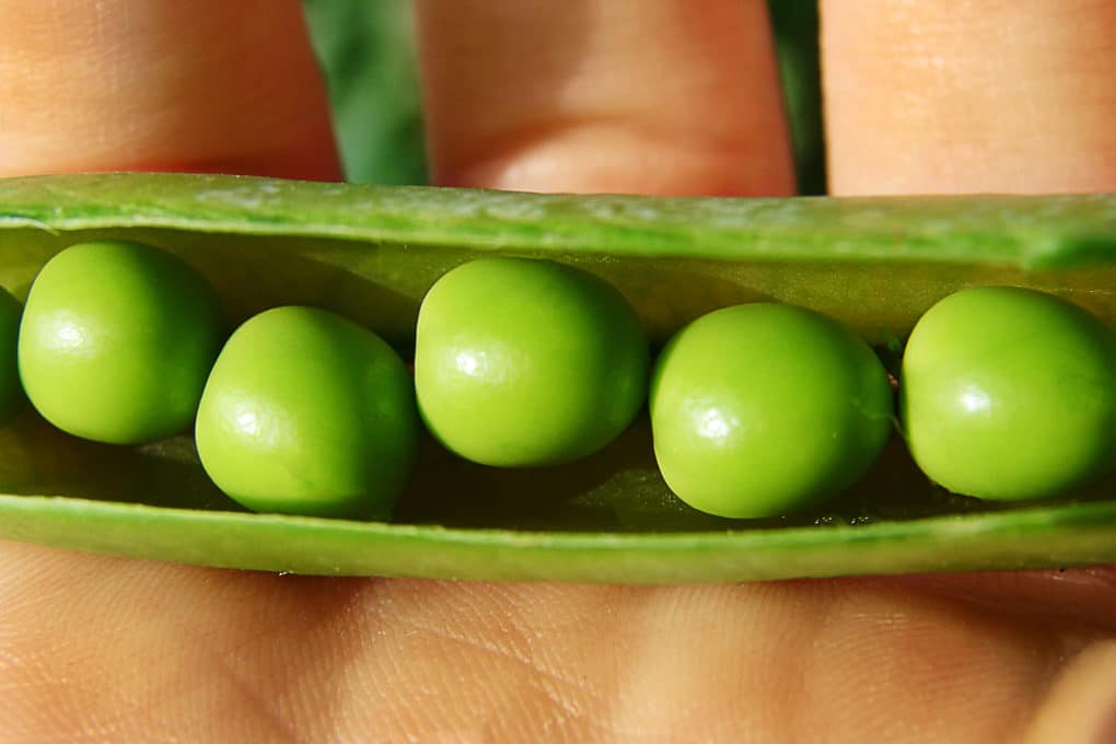 Growing Purple Hull Peas Tips On A Southern Delight