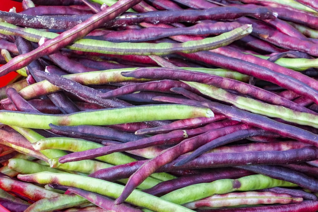 Growing Purple Hull Peas Tips On A Southern Delight