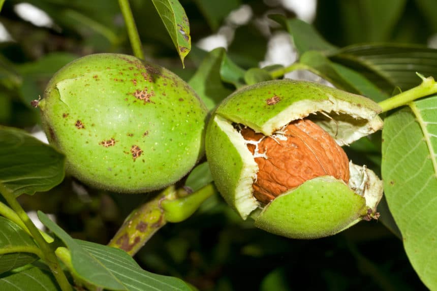 How To Grow Cashews Top Tips For Success