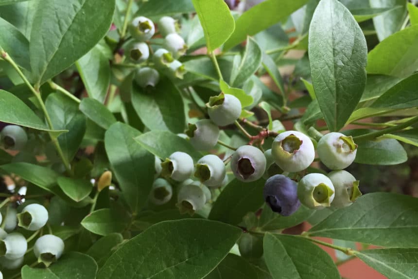 Growing Blueberries From Seed Top Tips