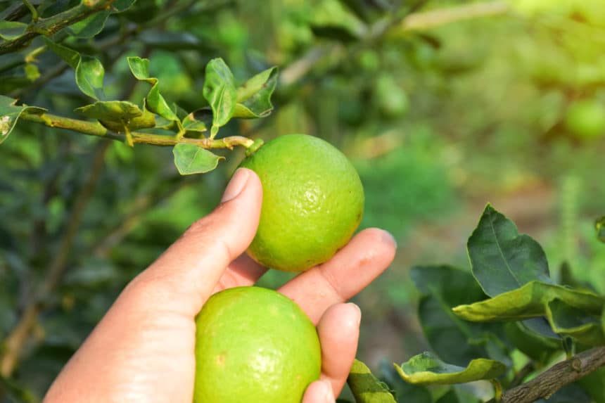 Are Limes Unripe Lemons No But Read The Facts