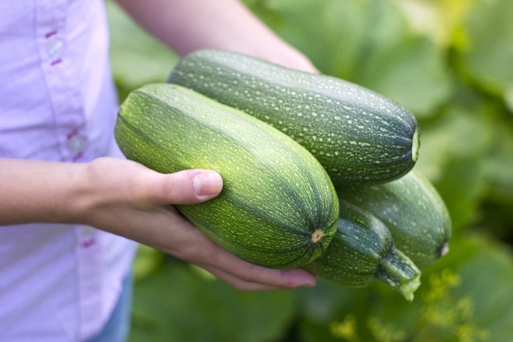 How to Pick Zucchini » Yes, There's a Right Way