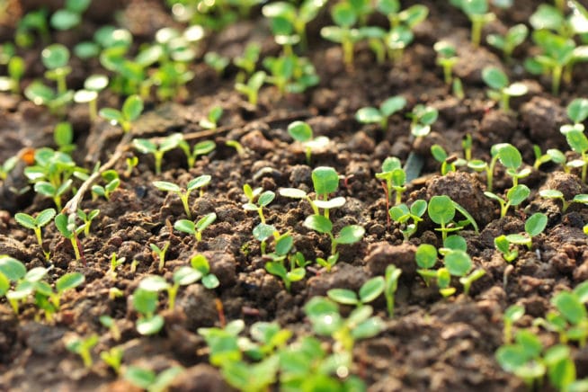 Radish Seedlings -- Everything You Ever Wanted to Know