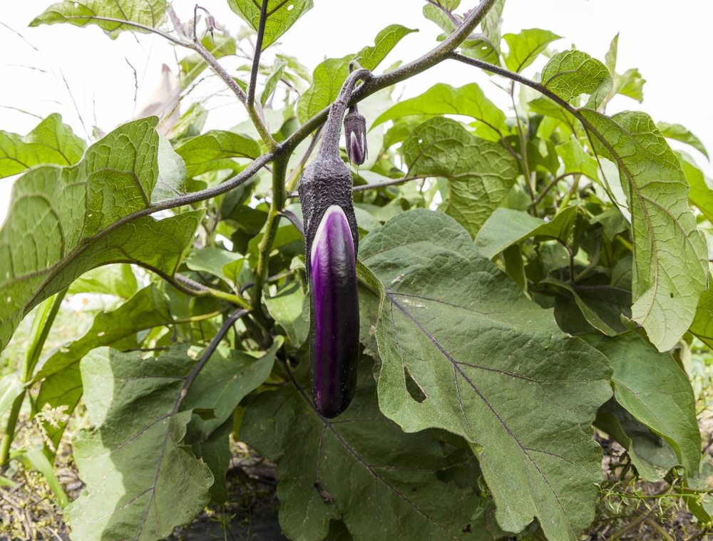 How Big Do Japanese Eggplant Get Know The Facts 