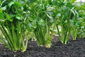 Celery Companion Plants » Getting to Know Their Friends