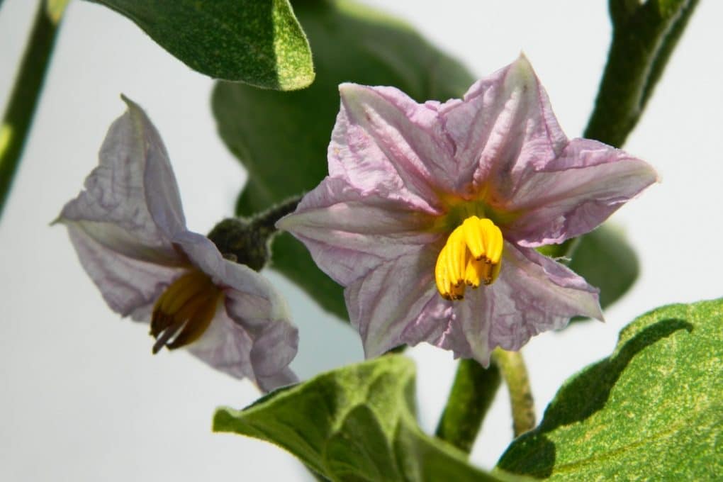 Eggplant Growth Stages » All The Fine Details