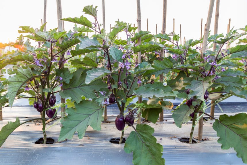 Eggplant Spacing » Facts on Proper Distance for Happy Plants