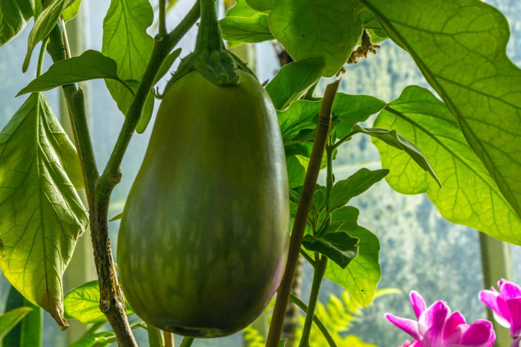 Eggplant Growth Stages » All The Fine Details