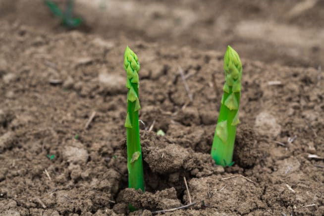 Asparagus Fertilizer » What, How & When to Feed