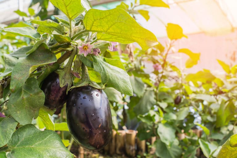 Female and Male Eggplant Myth Debunked » Old Wive's Tale