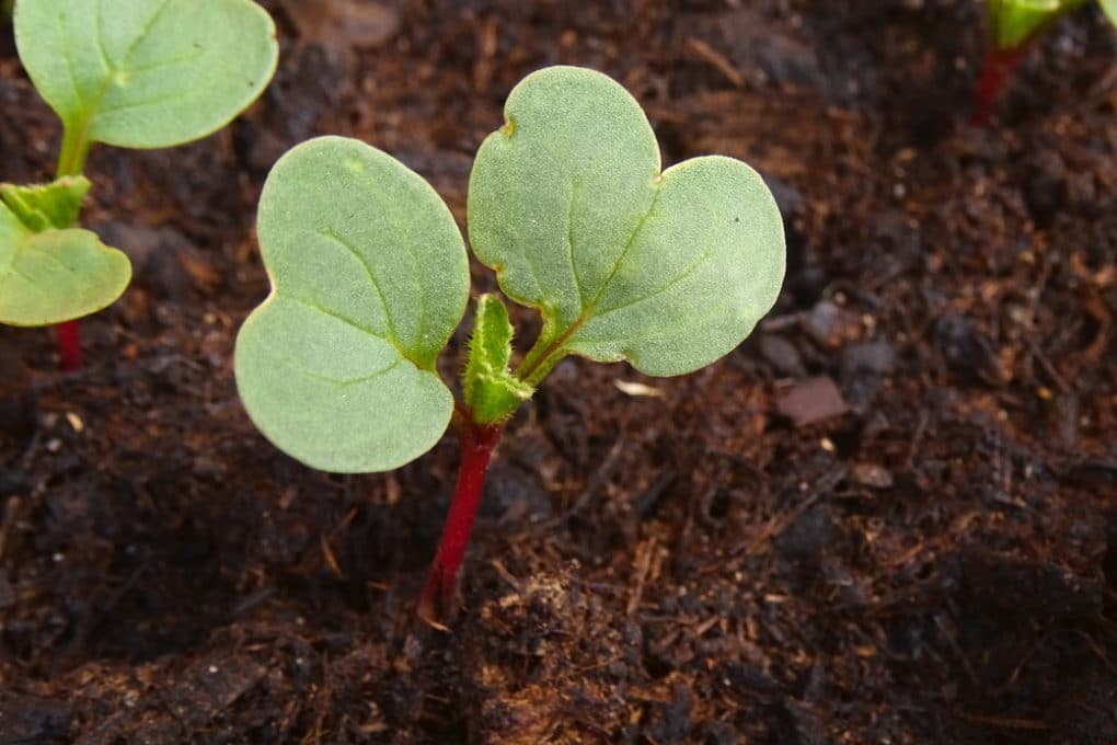 radish seed germination experiment