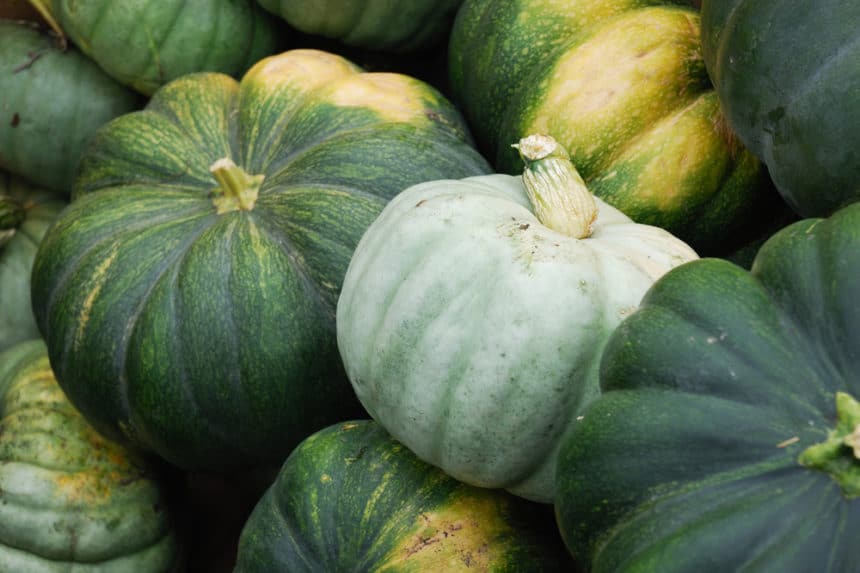 Green Pumpkins » The Hidden Jewel in Your Pumpkin Patch