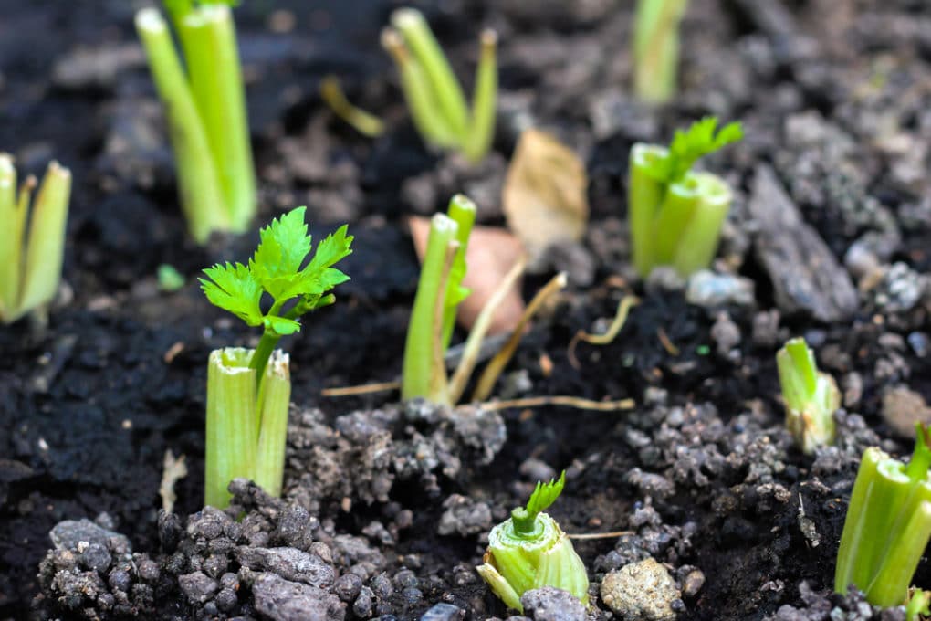 Growing Celery In Water Is Easier Than You Think