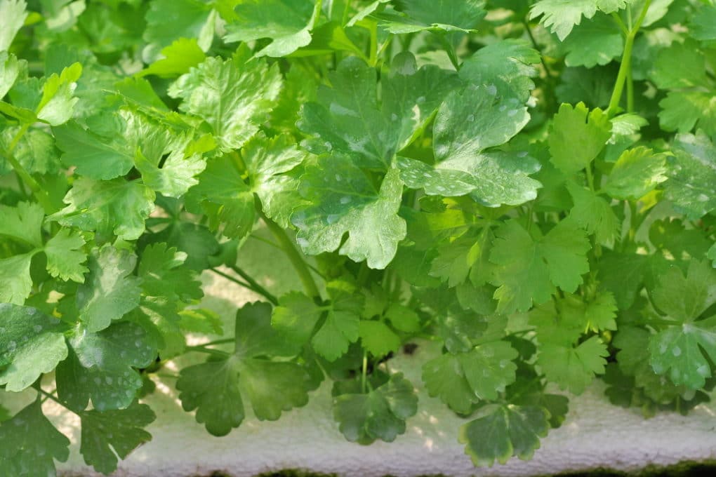 Growing Celery In Water Is Easier Than You Think