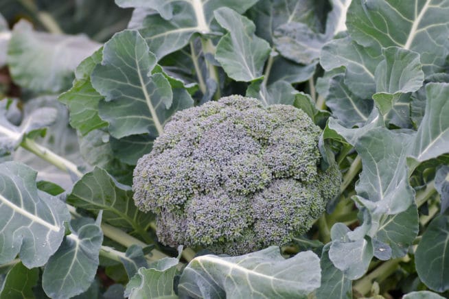 Where Does Broccoli Grow? Anywhere In The U.s.