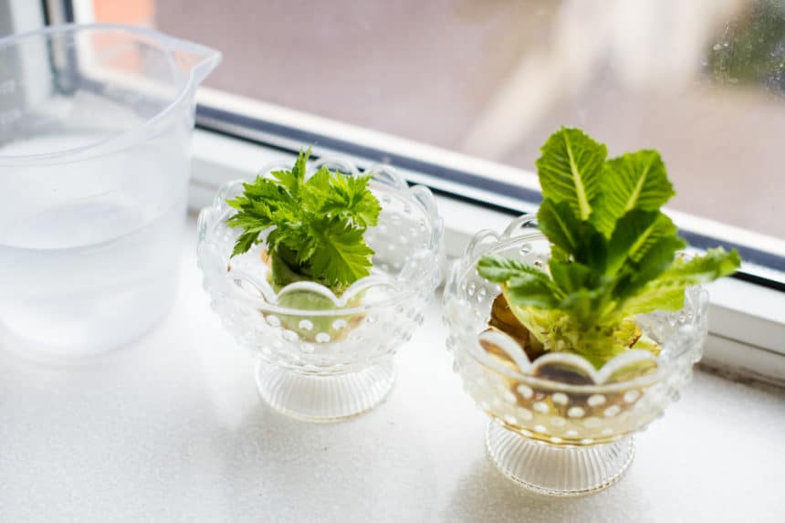 Growing Celery in Water is Easier Than You Think