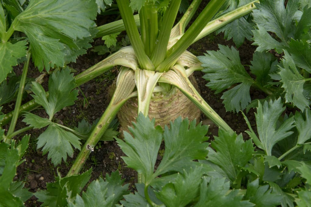 Where Do Celery Seeds Come From