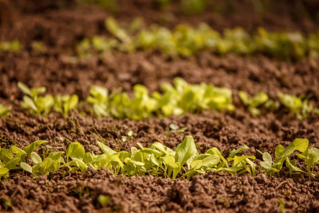 Harvesting Romaine Lettuce The Right Way