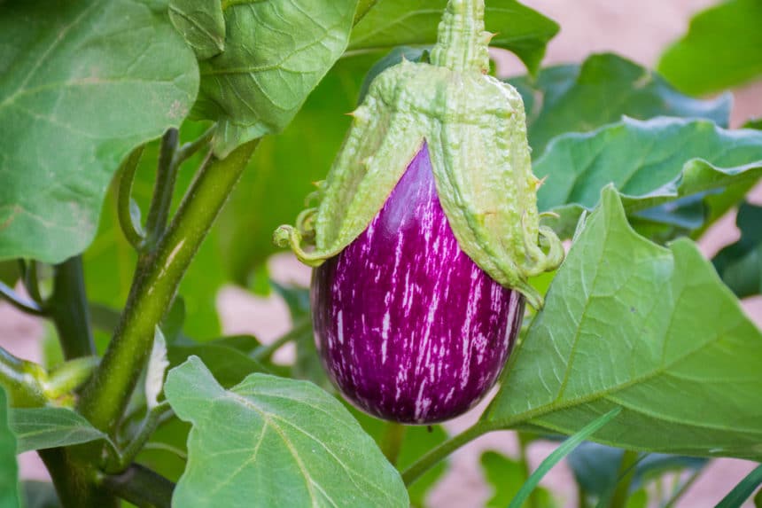 Brown Spots in Eggplant Oh My! » Basic Causes