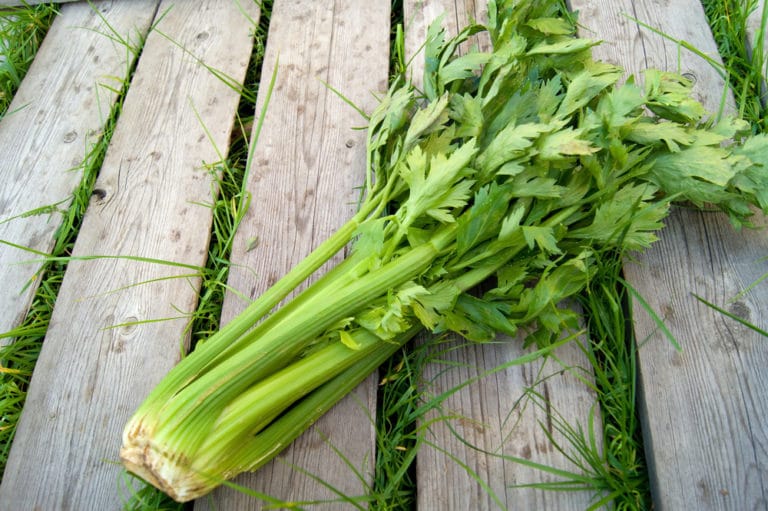 Where Do Celery Seeds Come From?