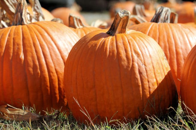 yellow-pumpkins-oh-my-grow-something-different