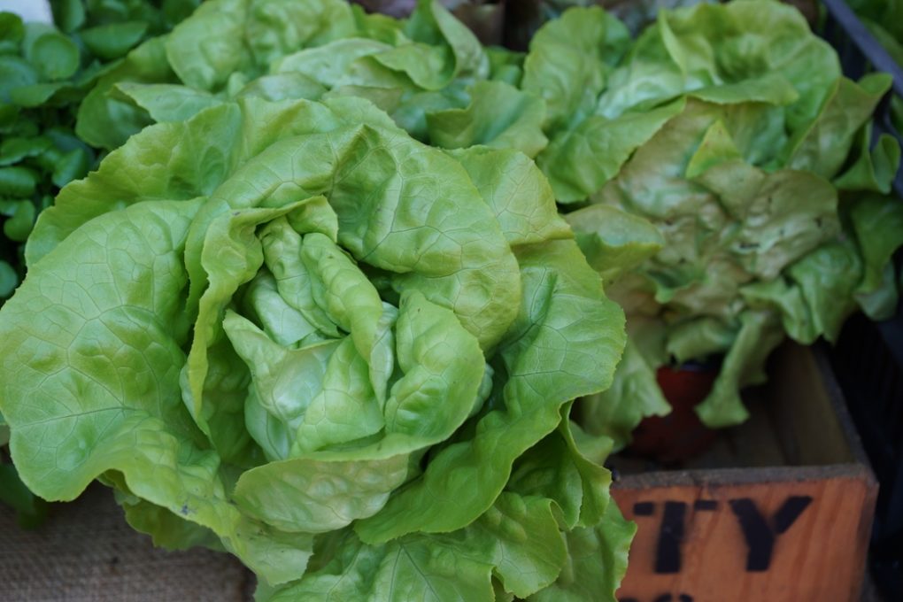 why-is-my-lettuce-turning-red-oh-my