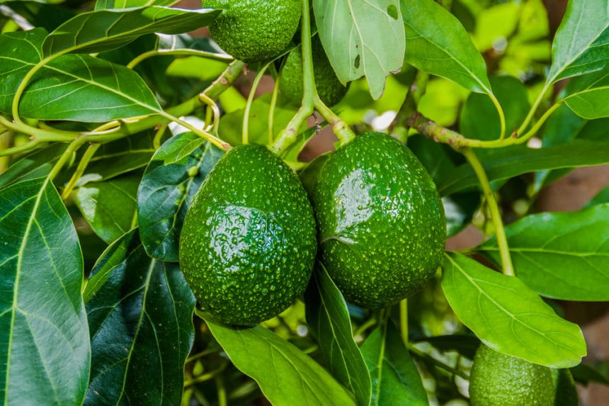 Avocado Blossoms & How The Tiny Flowers Produce Fruit