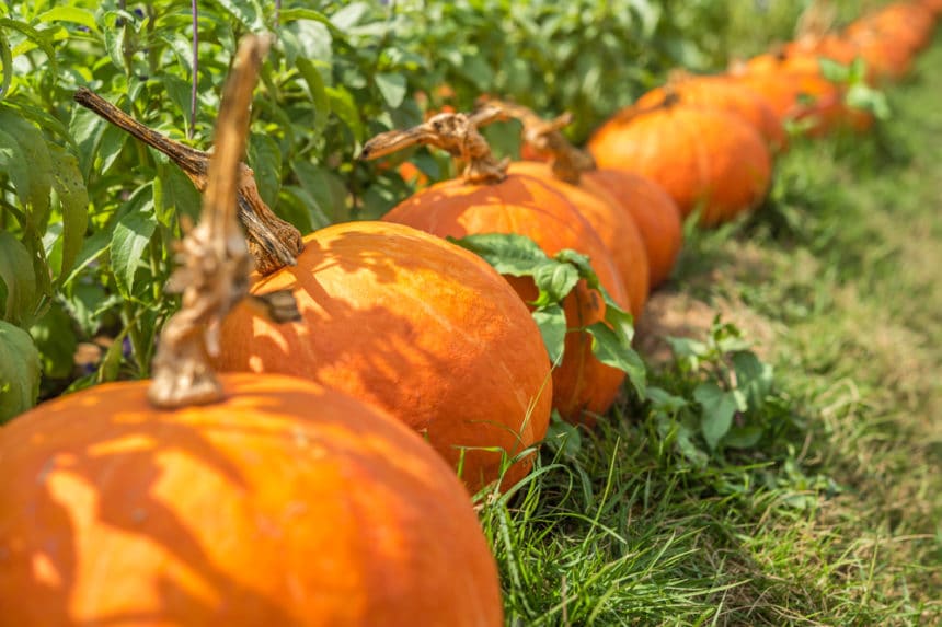 how-to-grow-halloween-pumpkins-australia-senger-s-blog