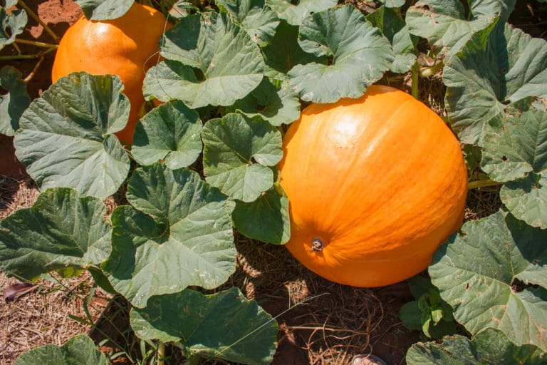 pumpkin-growth-stages-know-what-to-expect-and-when