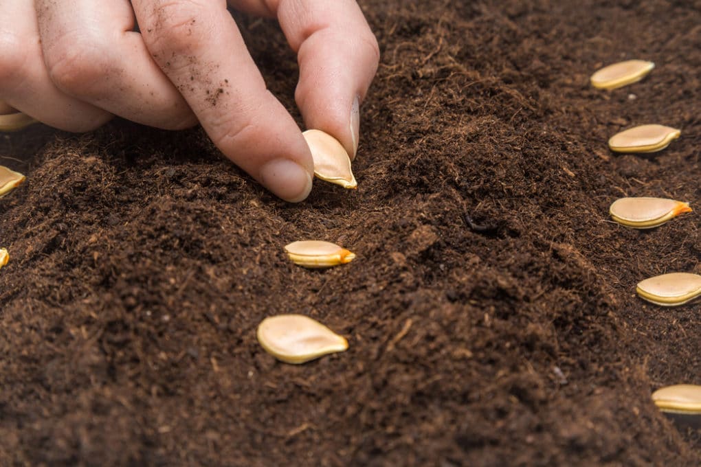 plant-pumpkin-seeds.jpg-1020x680.jpg