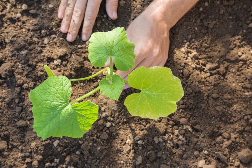 Pumpkins in Pennsylvania » Top Tips on When to Plant