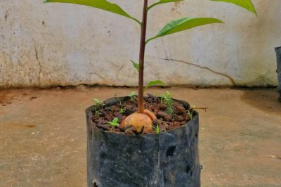 potted-avocado-tree