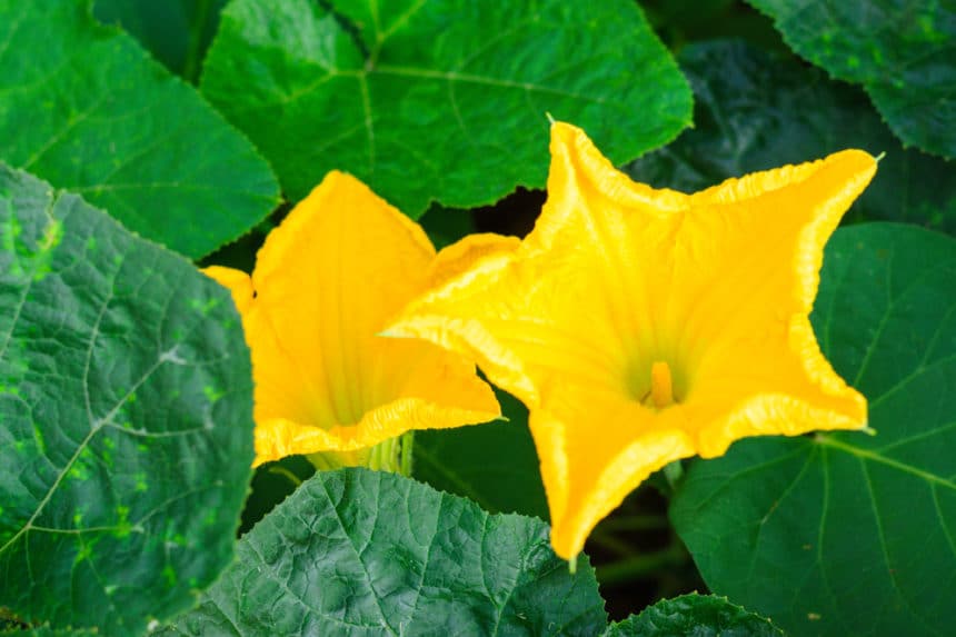 Pumpkin Growth Stages Know What to Expect and When