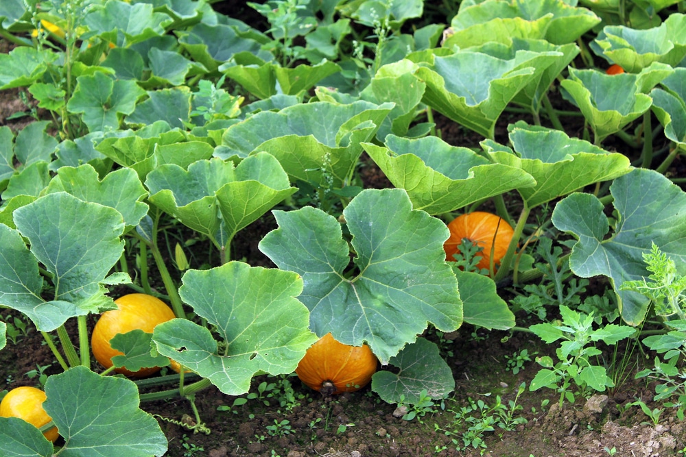 Pumpkin Vines Everything You Ever Wanted To Know