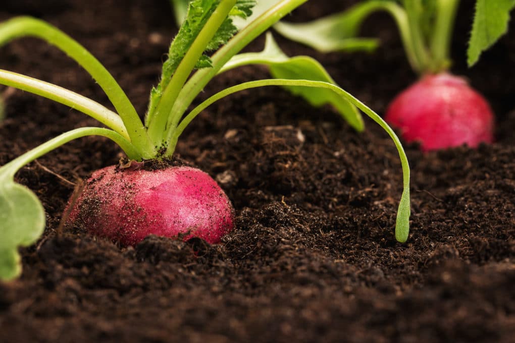 When To Harvest Your Radishes Yes Timing Matters   Radishes Fast Growing Crop 2  1020x680 