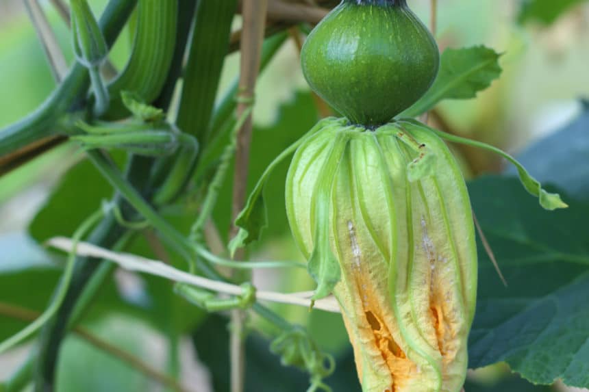 yellow-pumpkins-oh-my-grow-something-different