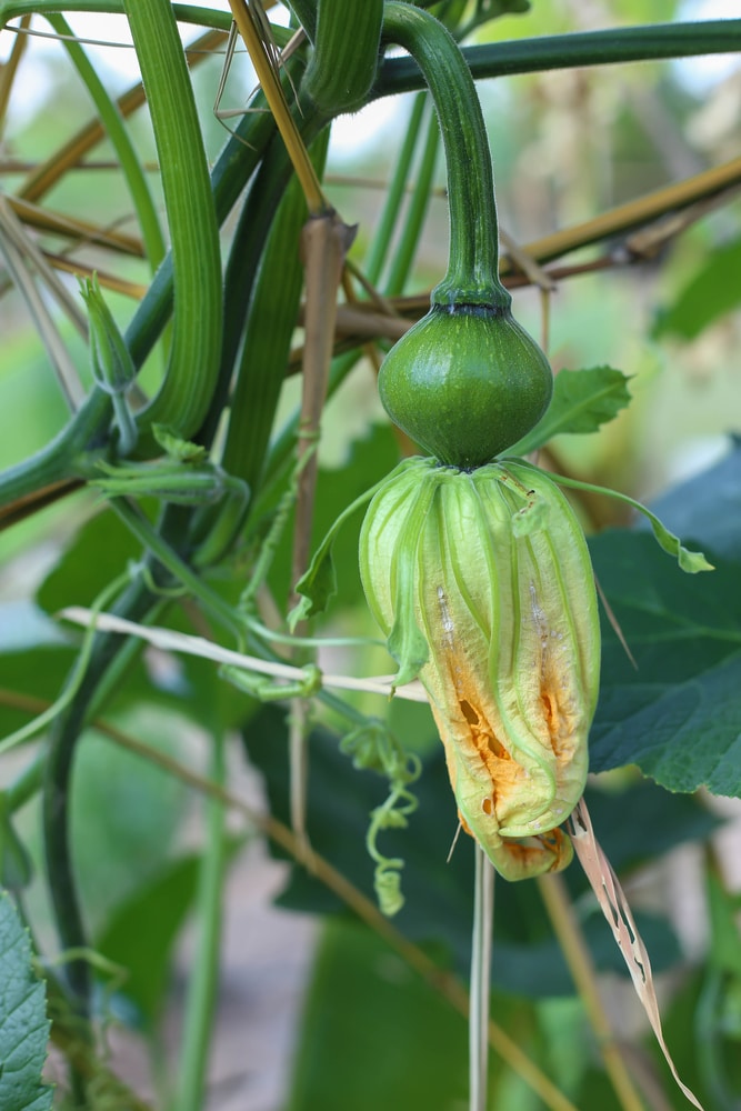 Pumpkin Growth Stages Know What To Expect And When