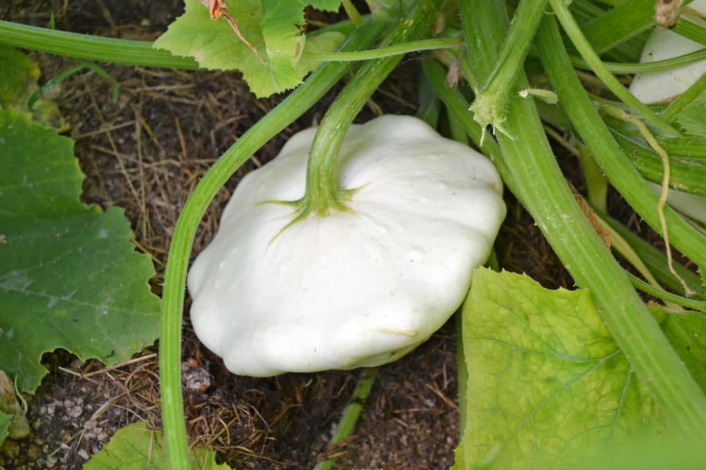 identifying-squash-top-tips-including-six-unique-varieties