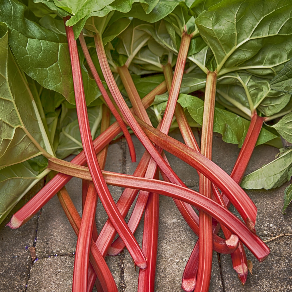 rhubarb Color theory, Colorful art, Color schemes