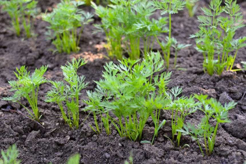 carrot-seed-identification-what-does-a-carrot-seed-look-like-planthd