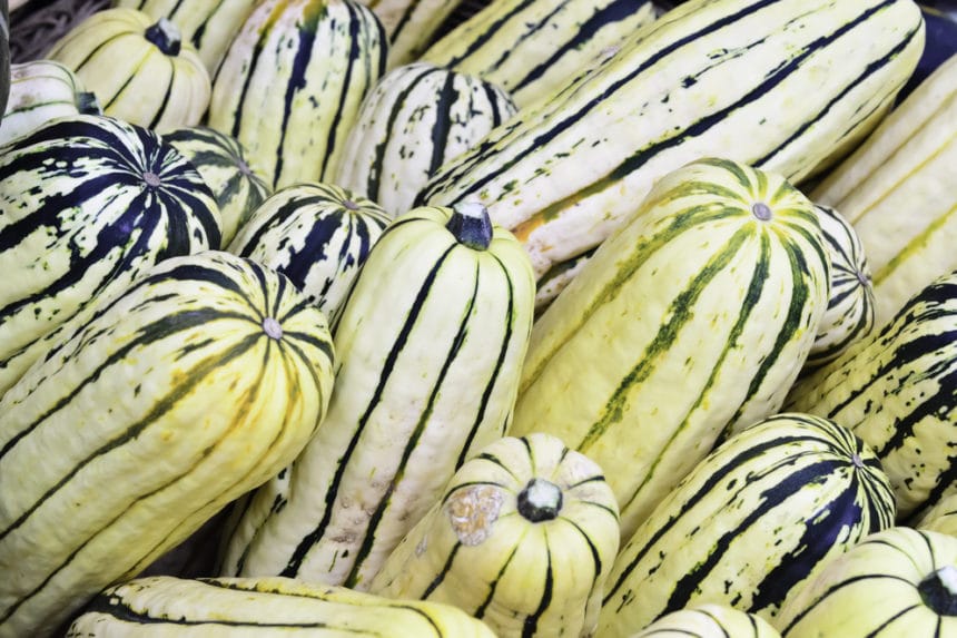 How to Harvest Delicata Squash to Delight Your Tastebuds