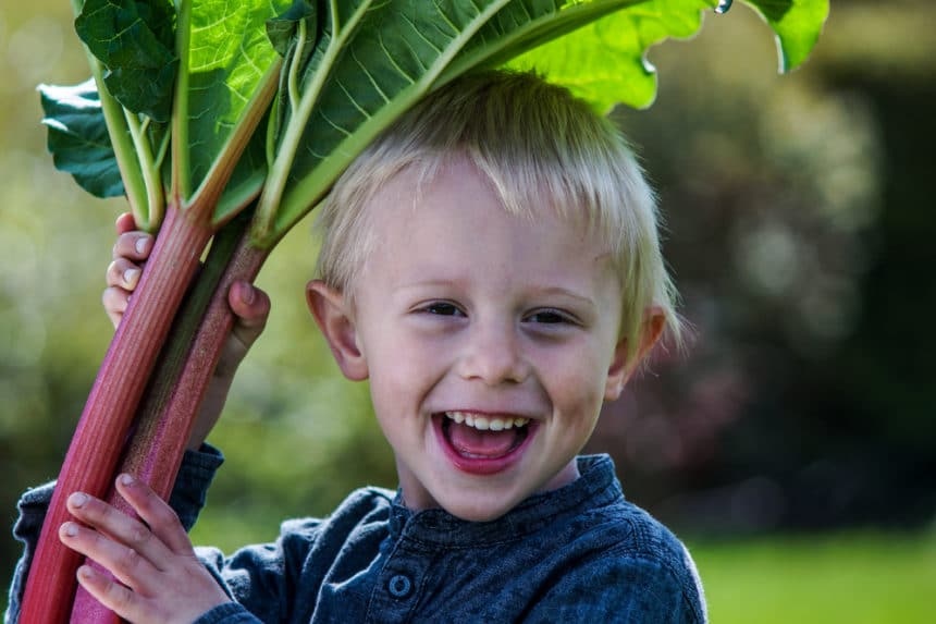 Transplanting Rhubarb Timing Is Everything   Title Harvesting Rhubarb Easy Know  860x573 