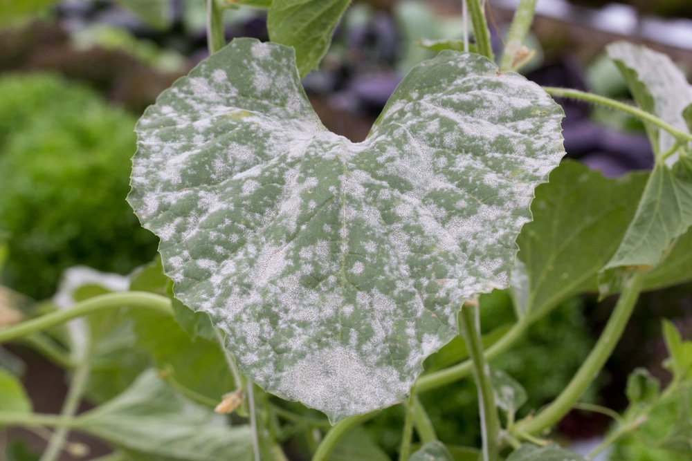 Powdery Mildew On Your Squash Plants Getting A Grip