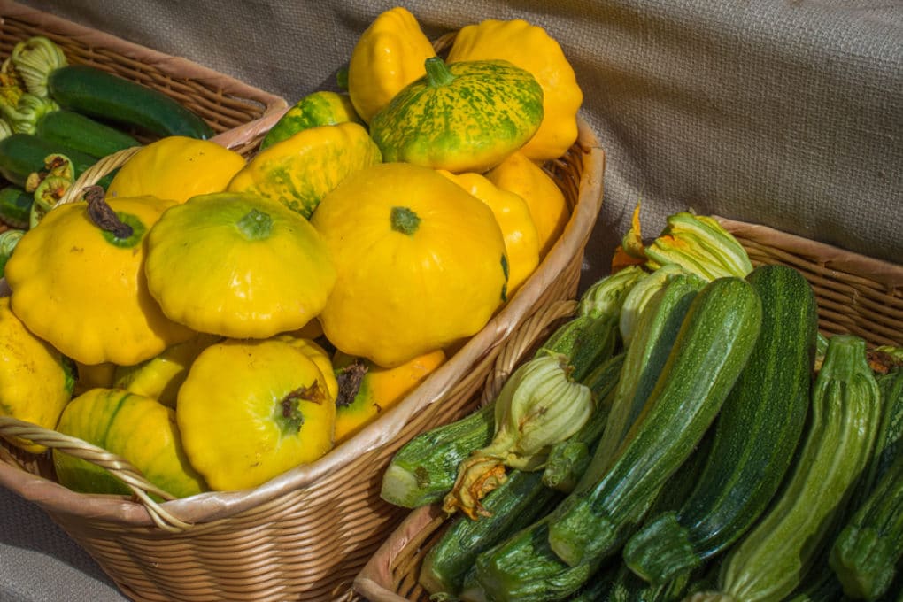 Storing Yellow Squash » Top Tips in Keeping it Tasty