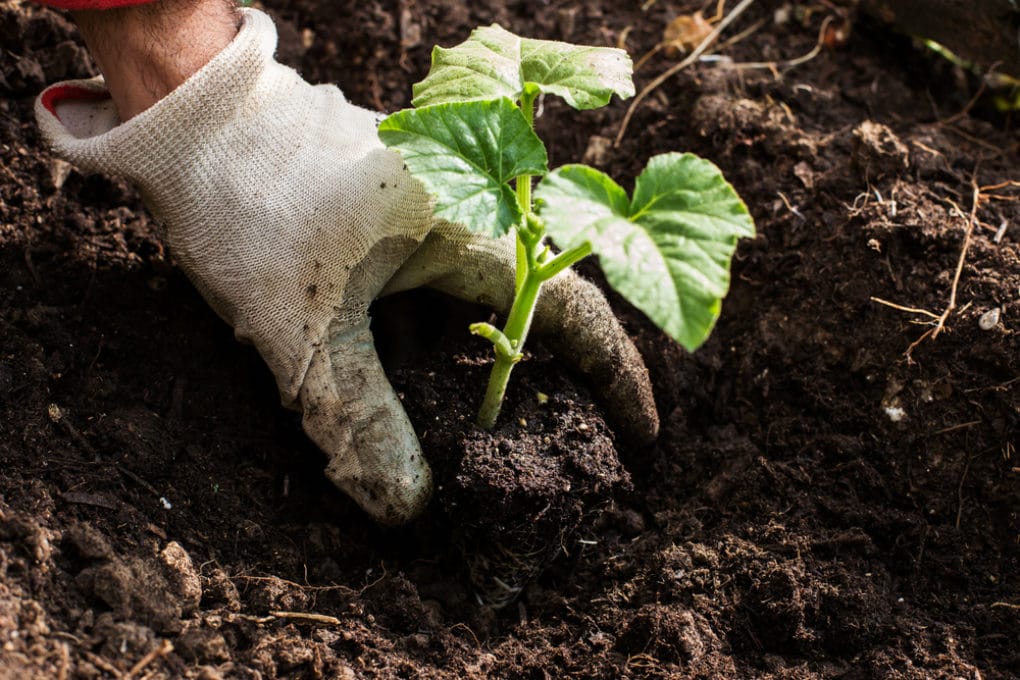 When To Plant Pumpkins In Ohio