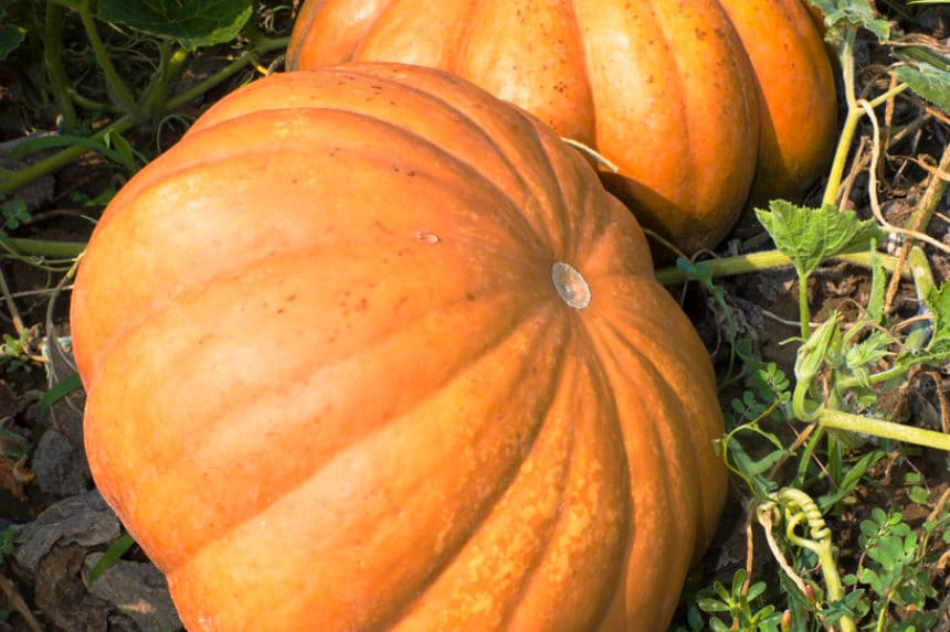 pumpkins-in-ohio-how-to-plant-like-a-pro