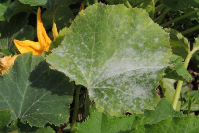 white-spots-on-squash-leaves-not-always-fatal-garden-eco